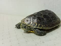 for sale Water turtle 0