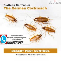 non smell cocroches,bedbugs,cockroaches treatment with Guaranteed 0
