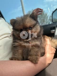 Pomeranian puppy high quality mini size 0097333363321 0