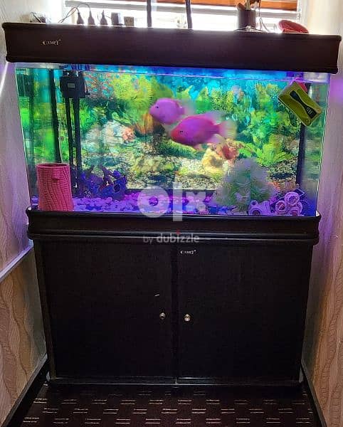 Aquarium with parrot fish for sale 2