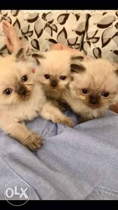 Himalyan kittens for sale 0