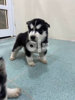 for sale Husky puppies 0