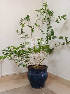 Jasmin plant,Bougainvillea plant, curry leaves plant, plant pot, can 0