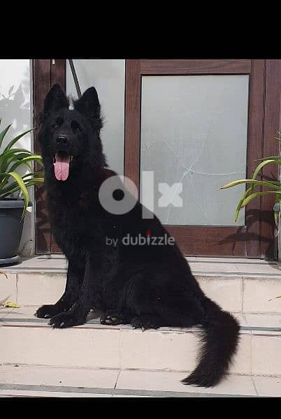 female German Shepherd long hair  royal black 0