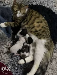 new born kittens with mother for adoption 0