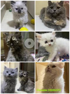 For sale cats 0