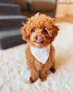 cute Toy poodle puppies for adoption 0