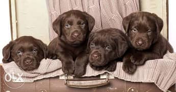 great puppies ready to join your wonderful family 0