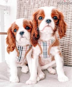 Healthy Cavalier King Charles Spaniel puppies