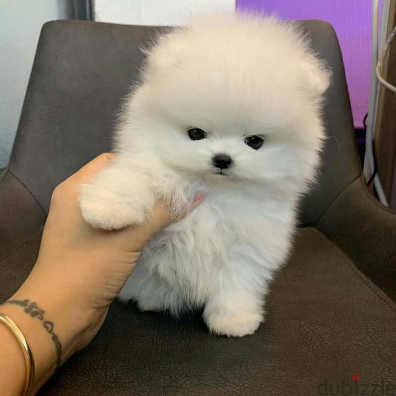 Golden pomeranian hot sale for sale