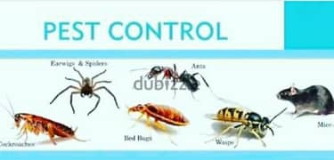 100% result cockroaches and bedbugs cleaning service 0