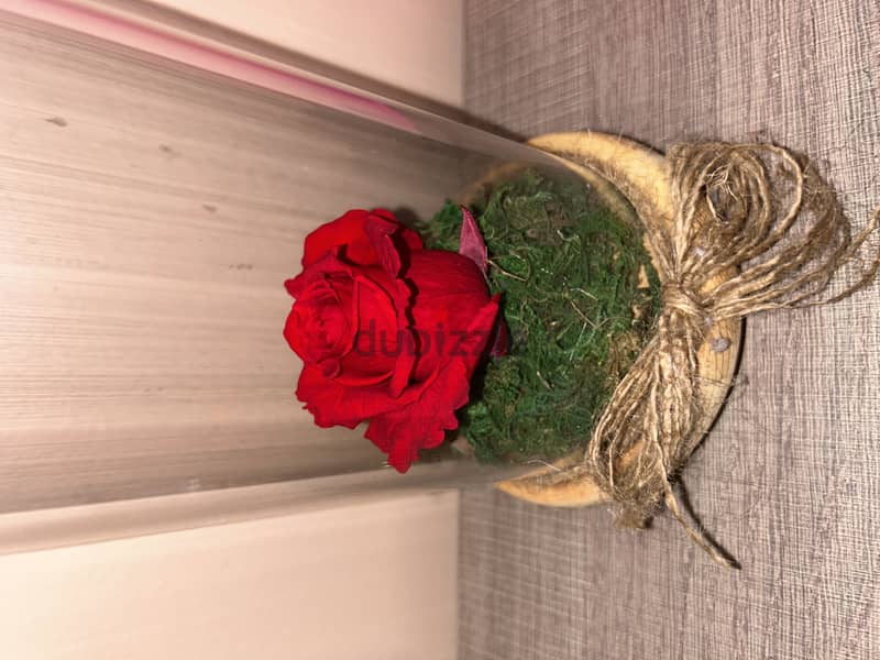 Forever rose in jar 1