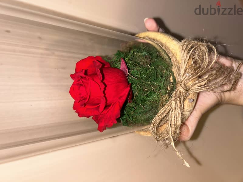 Forever rose in jar 4
