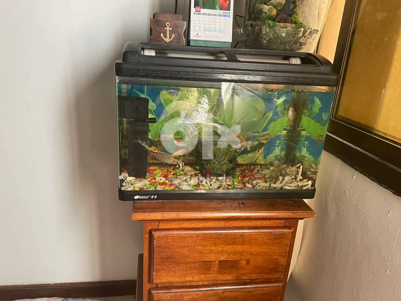 fish tank 1