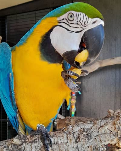 Gold macaw parrot Whatsapp me+420737668712 - Birds - 104937312