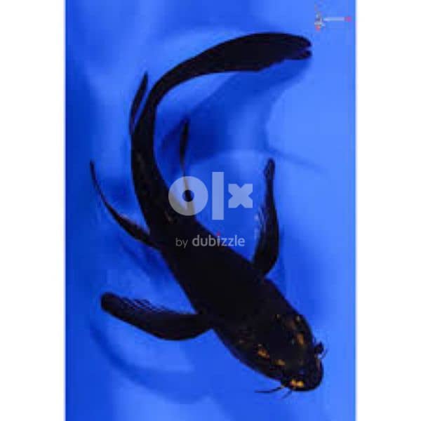 black butterfly koi fish