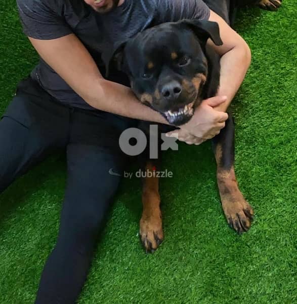 Rottweiler ikman hot sale