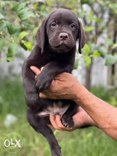 Labrador puppy ( male ) 0