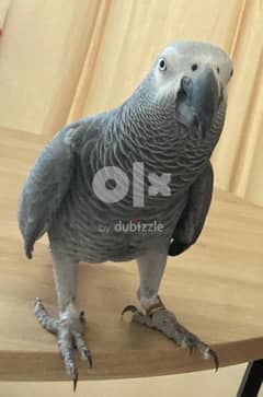 Pet shops that outlet sell african grey parrots