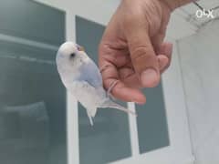 Indian bird friendly with cage 0