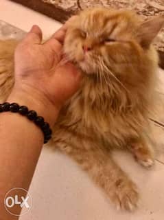 10 months old male Persian cat 0
