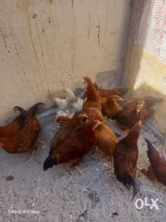 French red chicken for sale . 4 months old 0