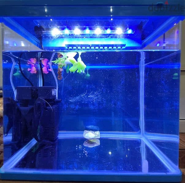 aquarium 0