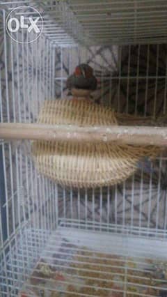 Finch for sale 0