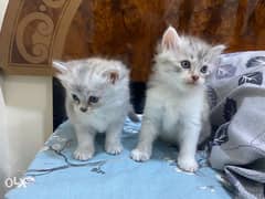 Kittens for sale 0