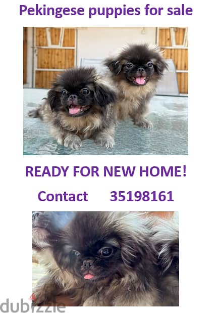 Free pekingese 2024 good home