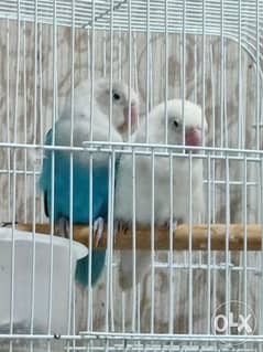 Fisher love bird pair for sale 0