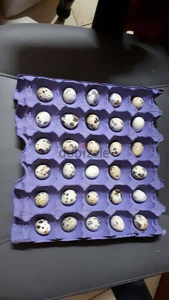 Quail eggs  for sale