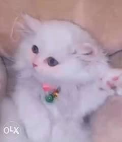 قطة شيرازية حبوبة عمر شهرين للبيع Lovely Persian Kitten 2 month old 0