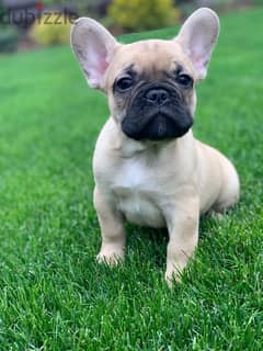 lovely french bulldogs puppies available