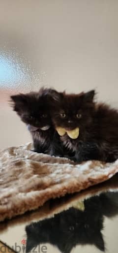 Male kittens for sales sale