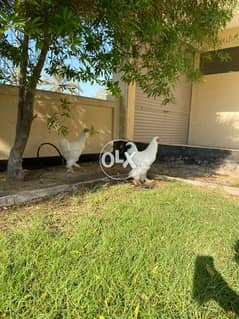for sale two Brahma chickens. 0