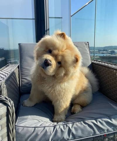 chow chow puppies available +973 3406 7659