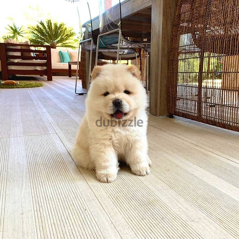 chow chow puppies available 1