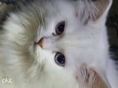 قطتى الجميلة ( فلة ) My beautiful cat ( Fola ) 0