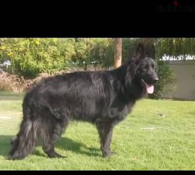 male German sheprd long hair 12 month - Dogs - 104994520