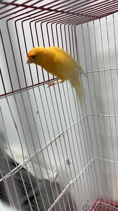 canary singing male 0