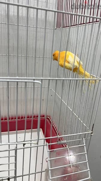 canary singing male 1