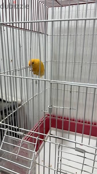 canary singing male 2