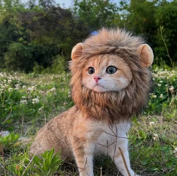 Lion Hat for Cat 1