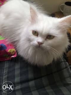 Female Persian cat for urgent sale 0