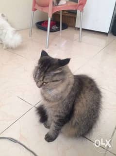 Good breed female cat for urgent sale 0