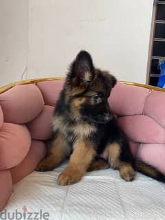 German shephered  puppy for sale. WHATSAPP :‪ +1 (484),718‑9164‬ 0