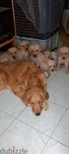 Pure golden sales retriever puppy