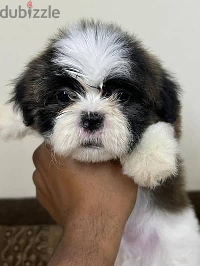 pure breed shih tzu urgent sale leave the country - Dogs - 105015564