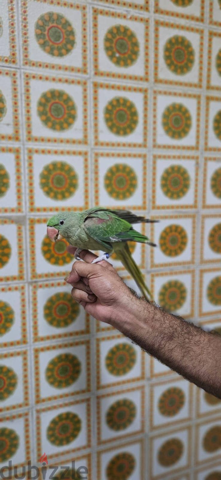 Nepali parrot 0